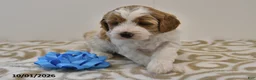 Mini Goldendoodle dogs for sale: Bo  - Ad 8