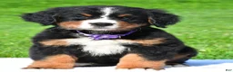 Bernese Mountain Dog dogs for sale: Nora - Ad 16