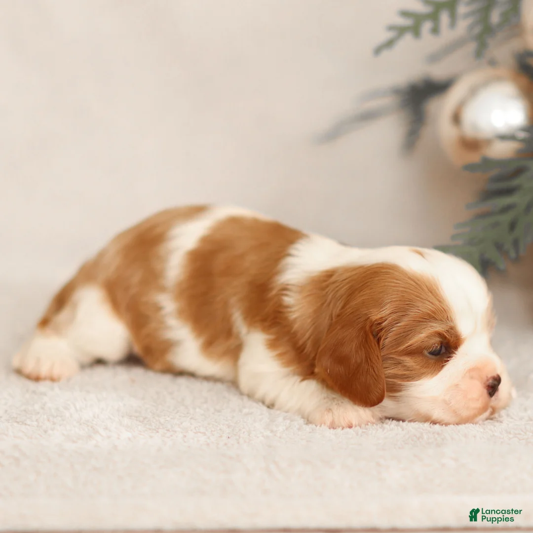 Cavalier King Charles Spaniel dogs for sale: Liam - Ad 12