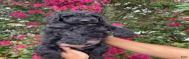 Sam