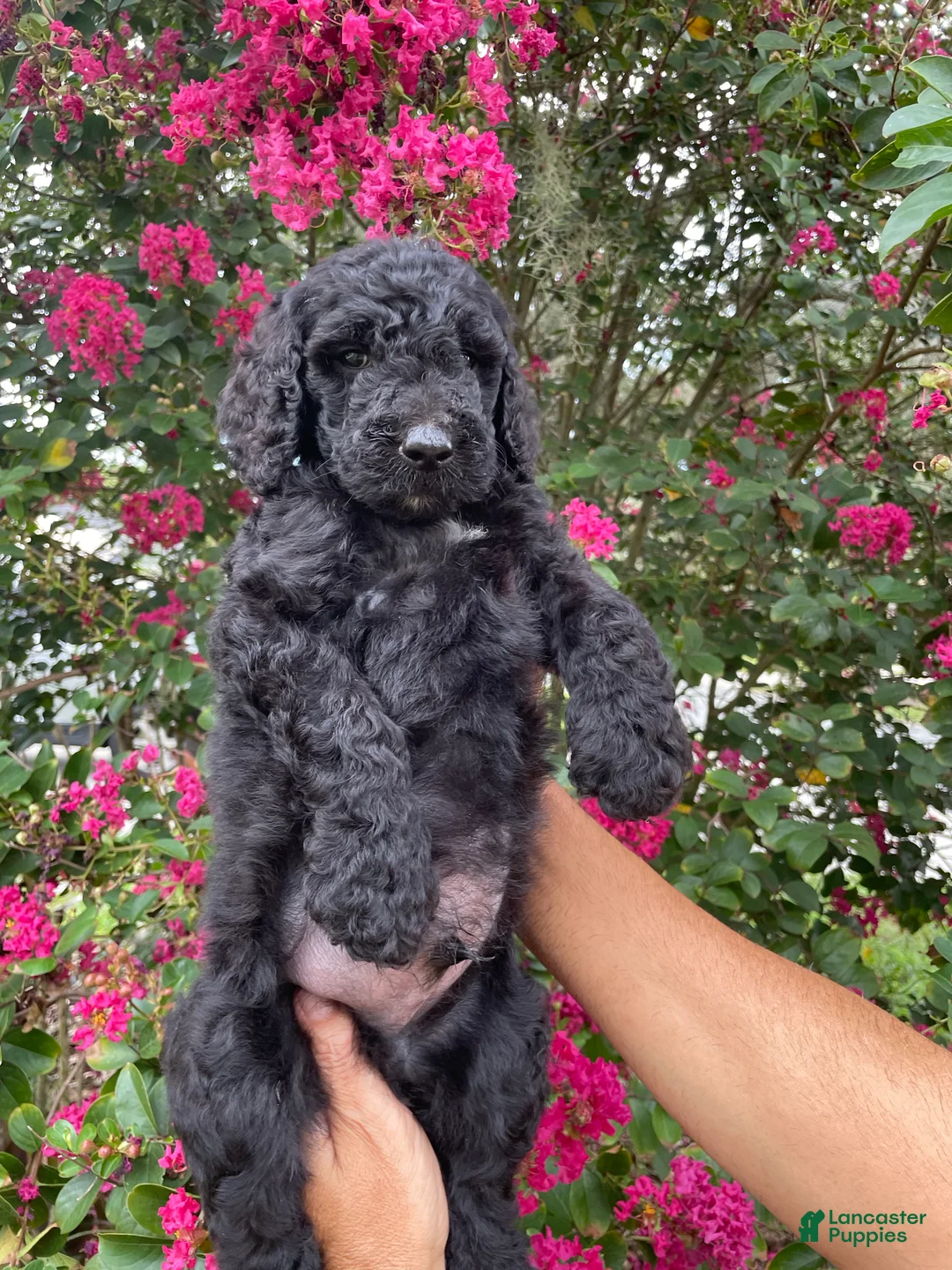 Goldendoodle dogs for sale: Sam - Ad 1