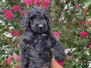 Goldendoodle dogs Sam - Ad 13