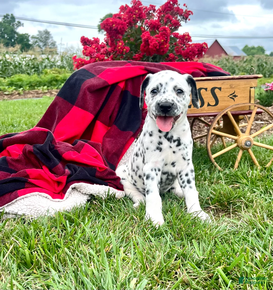Dalmatian dogs for sale: Sienna ❤️AKC Registered🐾Text or call today - Ad 1