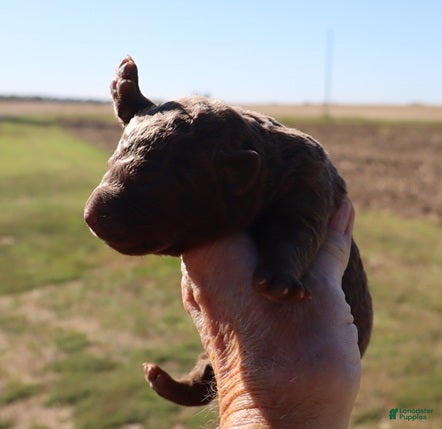 Chesapeake Bay Retriever dogs for sale: Chesapeake Bay Retriever 1 - Ad 2