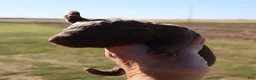 Chesapeake Bay Retriever dogs for sale: Chesapeake Bay Retriever 1 - Ad 2