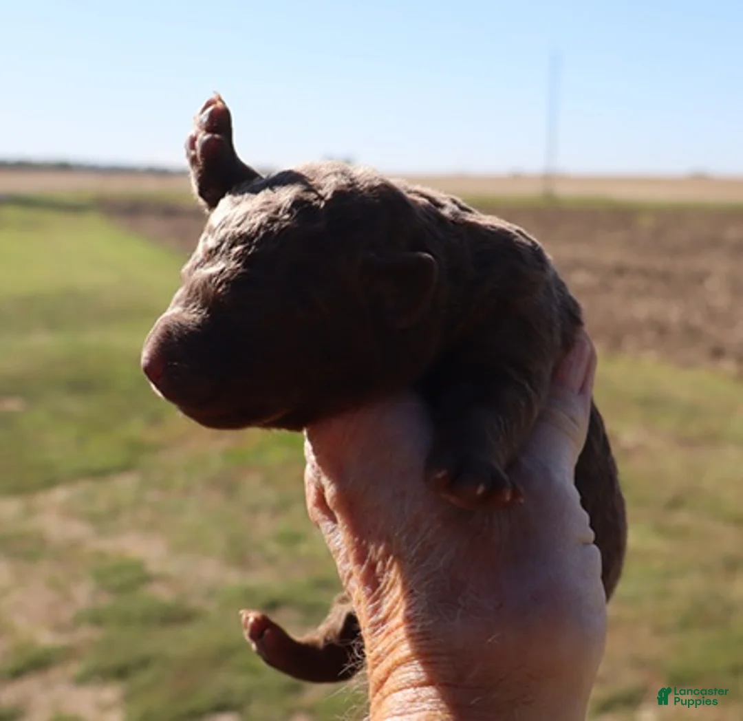 Chesapeake Bay Retriever dogs for sale: Chesapeake Bay Retriever 1 - Ad 2