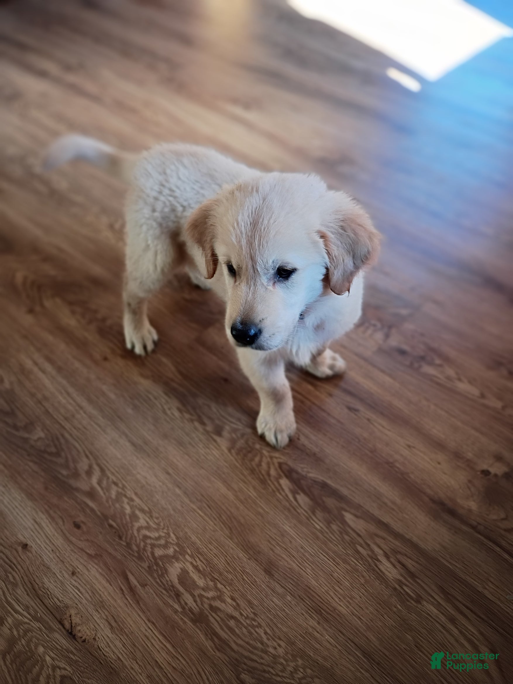 Golden Retriever dogs Golden Retriever 4 - Ad 2