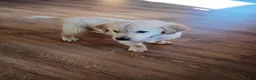 Golden Retriever dogs for sale: Golden Retriever 4 - Ad 2
