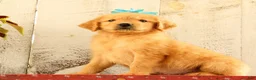 Golden Retriever dogs for sale: Nelson - Ad 4
