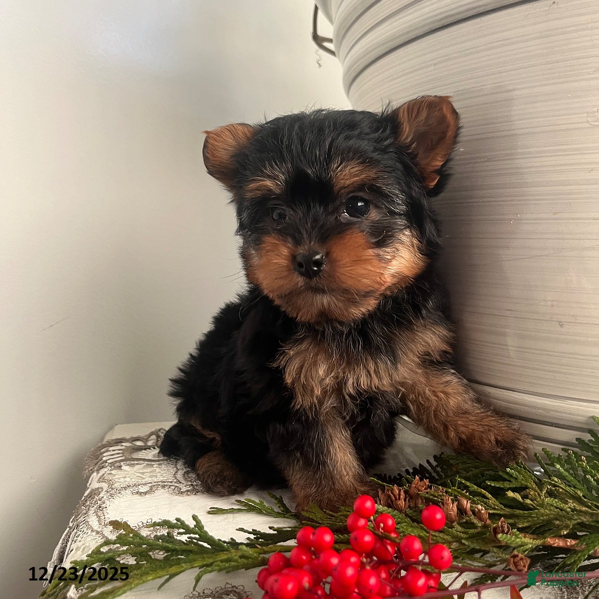 Yorkiepoo dogs Bentley - Ad 8