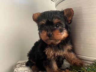 Yorkiepoo dogs Bentley - Ad 8
