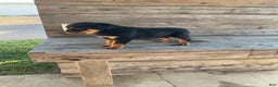 Rottweiler dogs for sale: Coco  - Ad 1