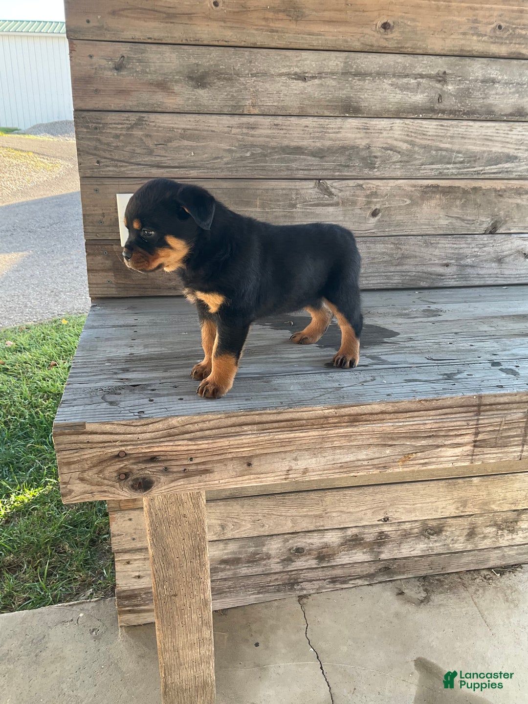Rottweiler dogs for sale: Coco  - Ad 1