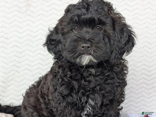 Shihpoo dogs - Ad 20