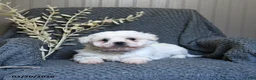 Bichon Frise dogs for sale: Stormy - Ad 2