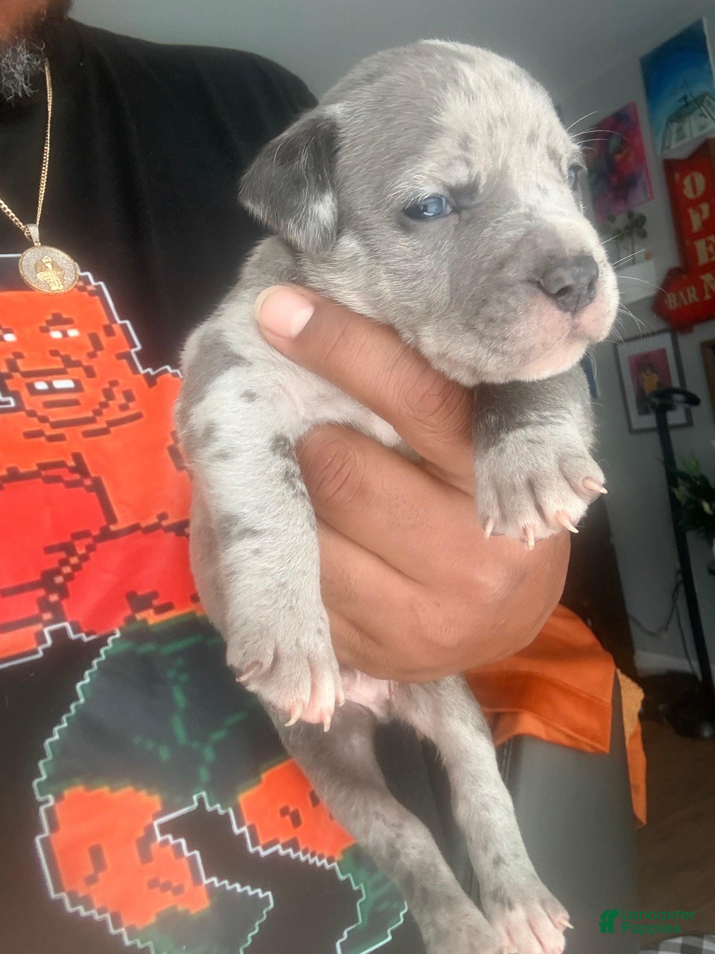 Mixed Breed dogs sheshe - Ad 2