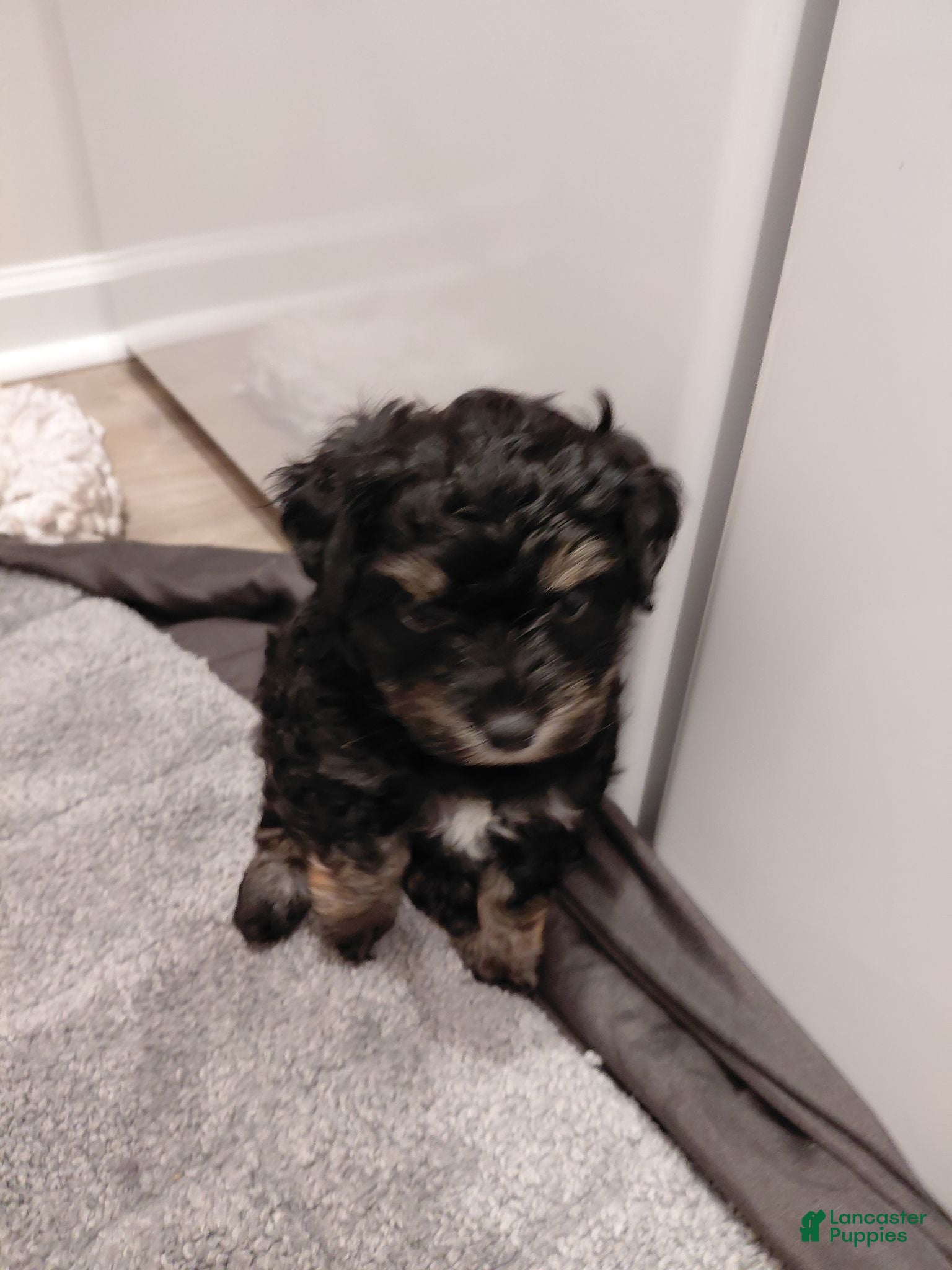 Yorkiepoo dogs Pepper - Ad 16