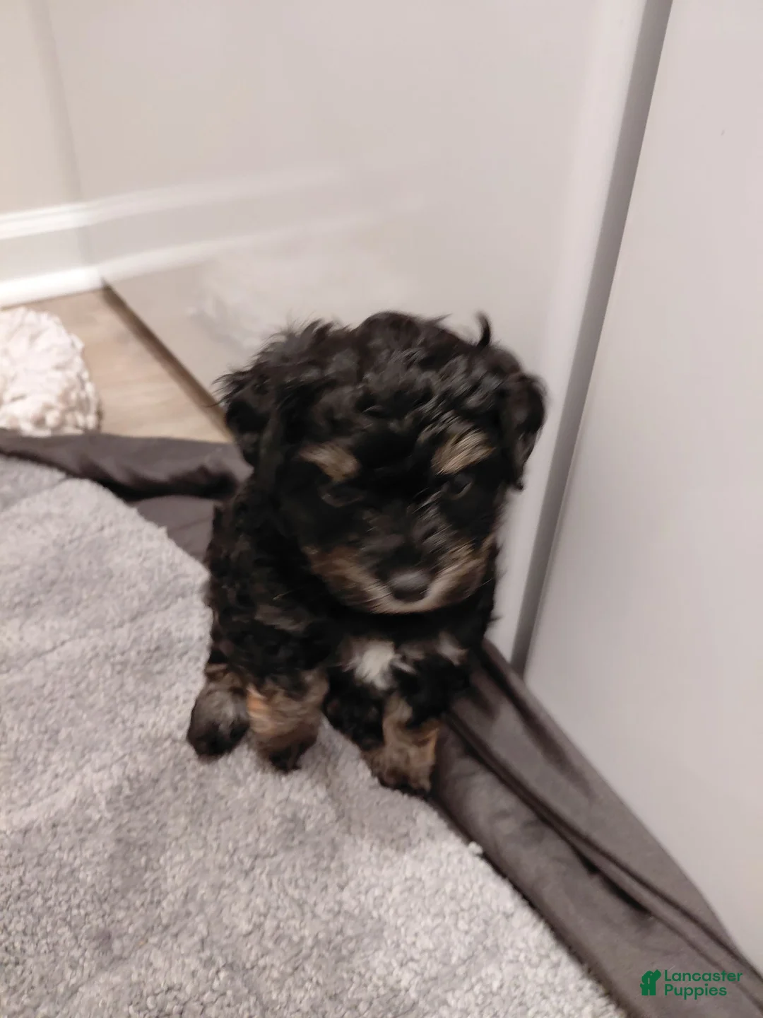 Yorkiepoo dogs for sale: Pepper - Ad 1
