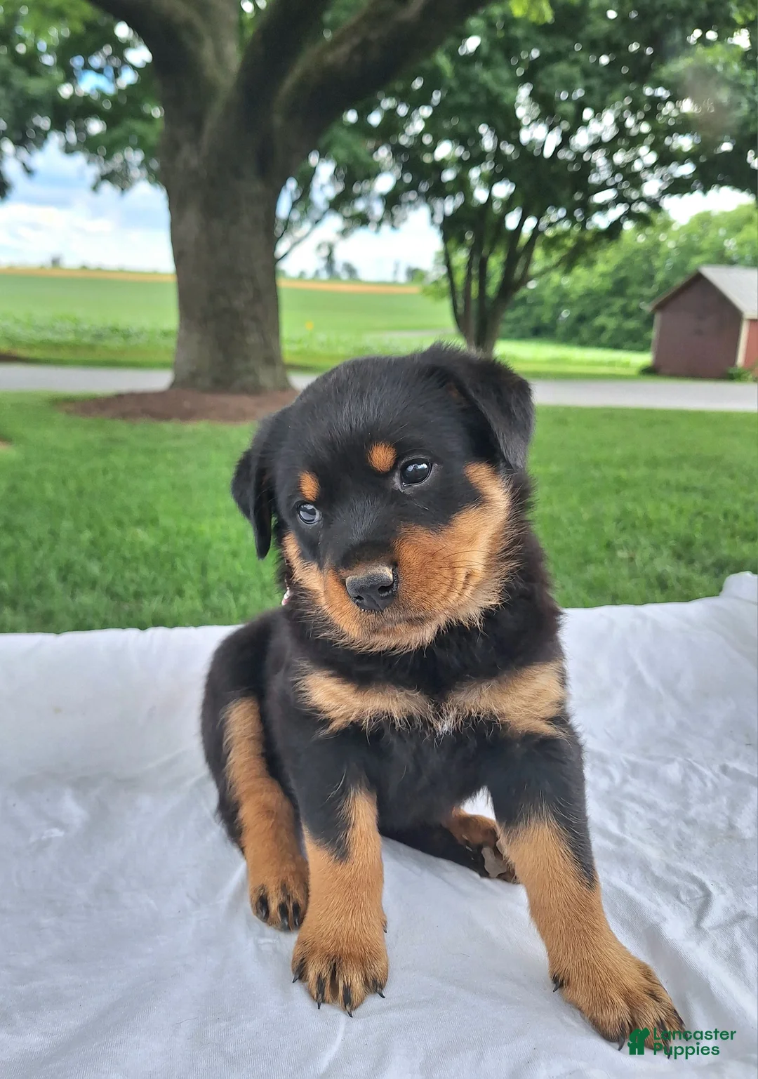 Rottweiler dogs for sale: Betsy - Ad 2