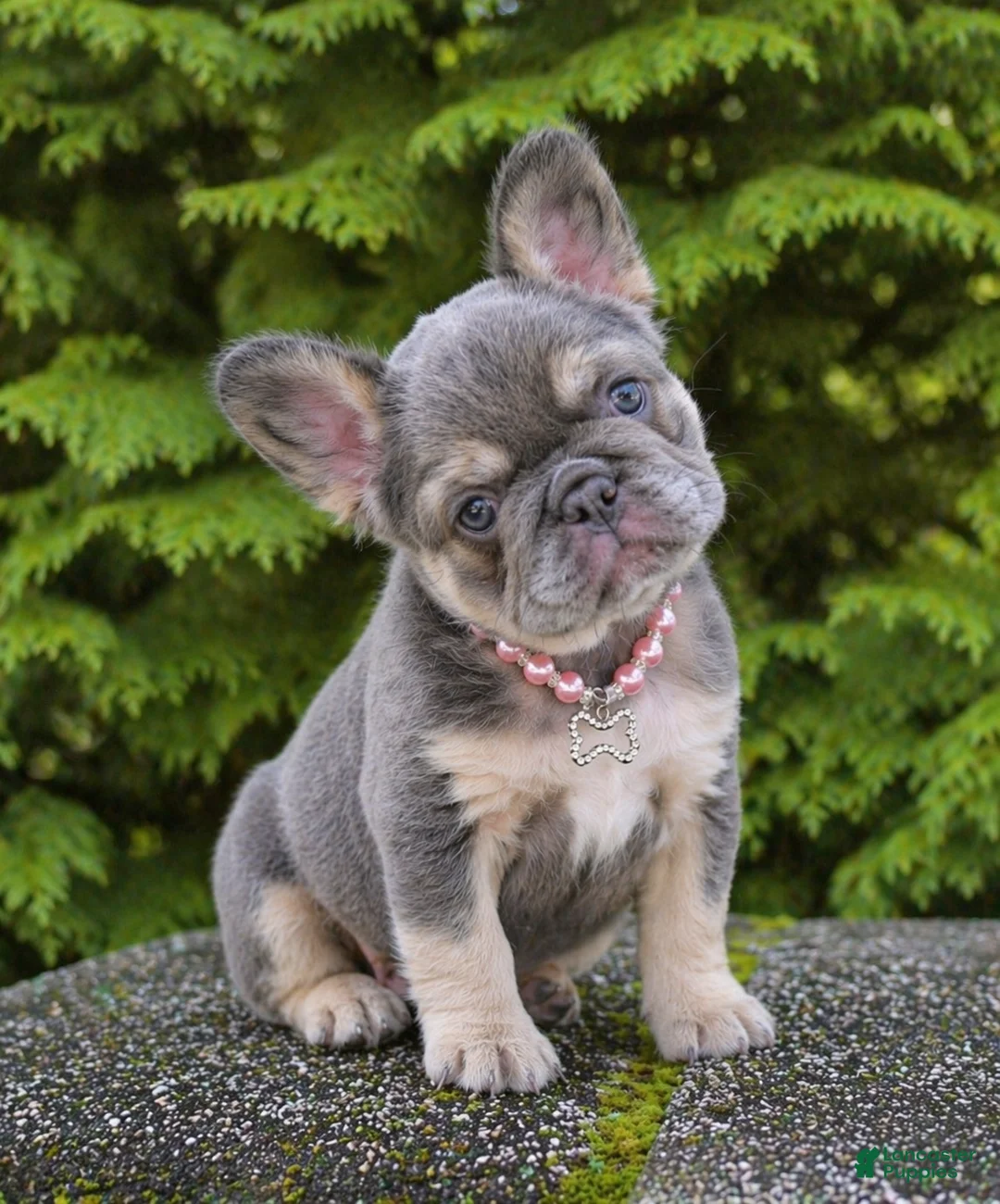 French Bulldog dogs for sale: Coco - Ad 1