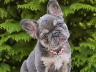 French Bulldog dogs Coco - Ad 26