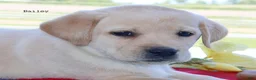 Labrador Retriever dogs for sale: Bailey - English Champ lines - Ad 3
