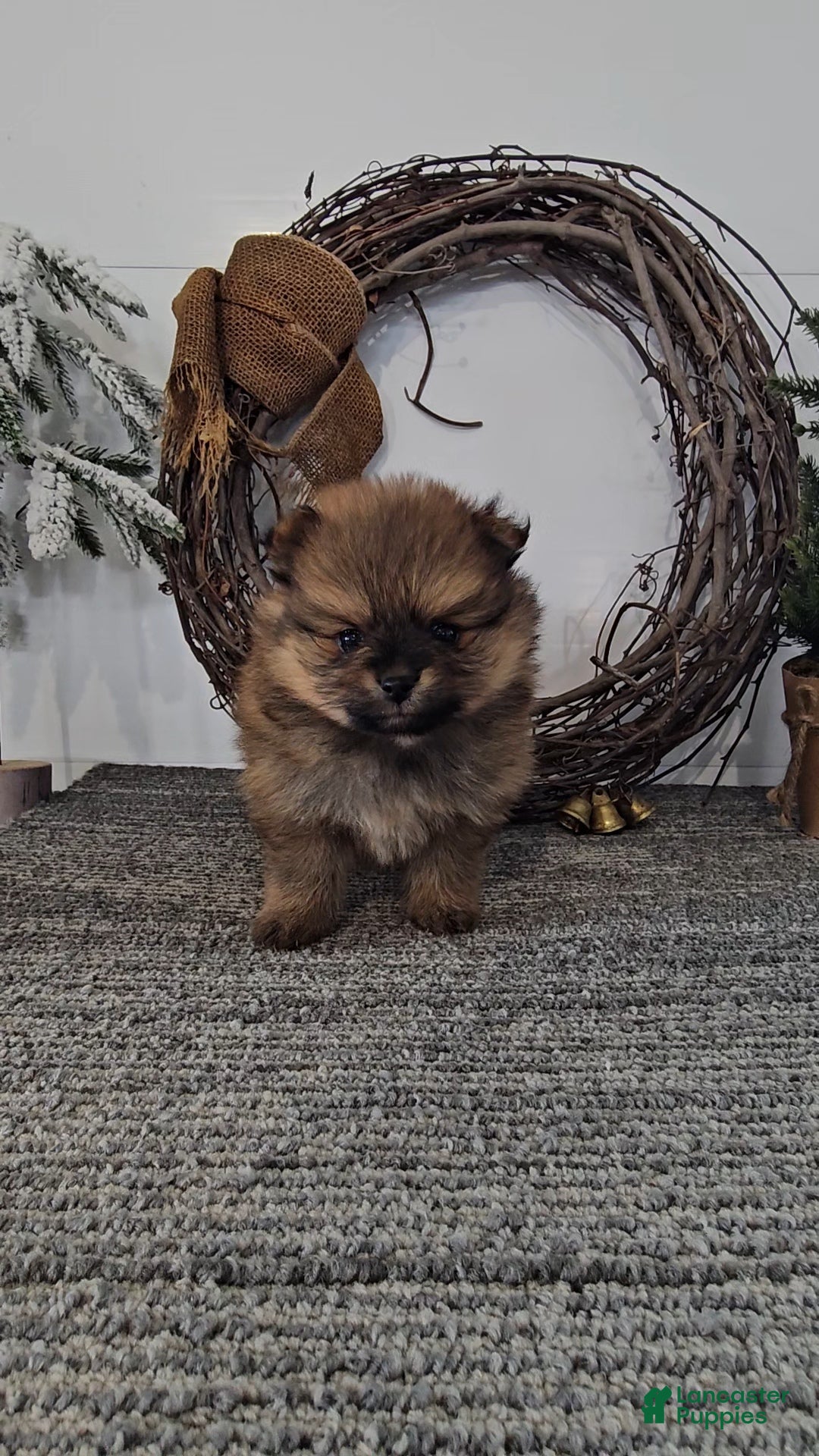 Pomeranian dogs Cocoa - Ad 21