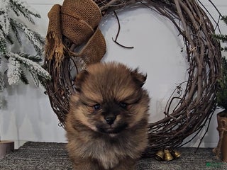 Pomeranian dogs Cocoa - Ad 21