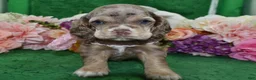 Cocker Spaniel dogs for sale: AKC Willow Chocolate Tan Merle American Cocker Spaniel Puppy - Ad 4