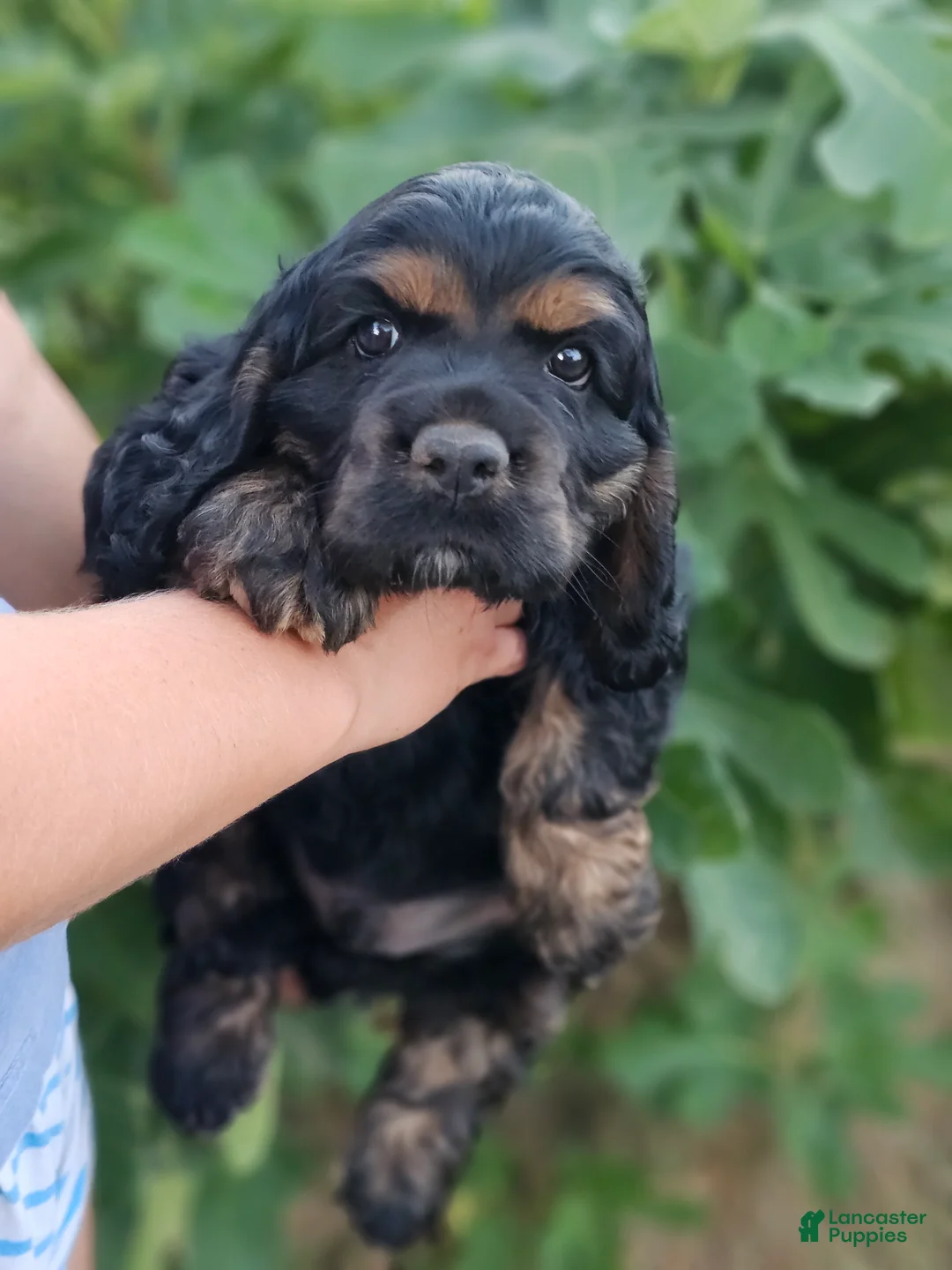 Cocker Spaniel dogs for sale: Bashful  - Ad 3
