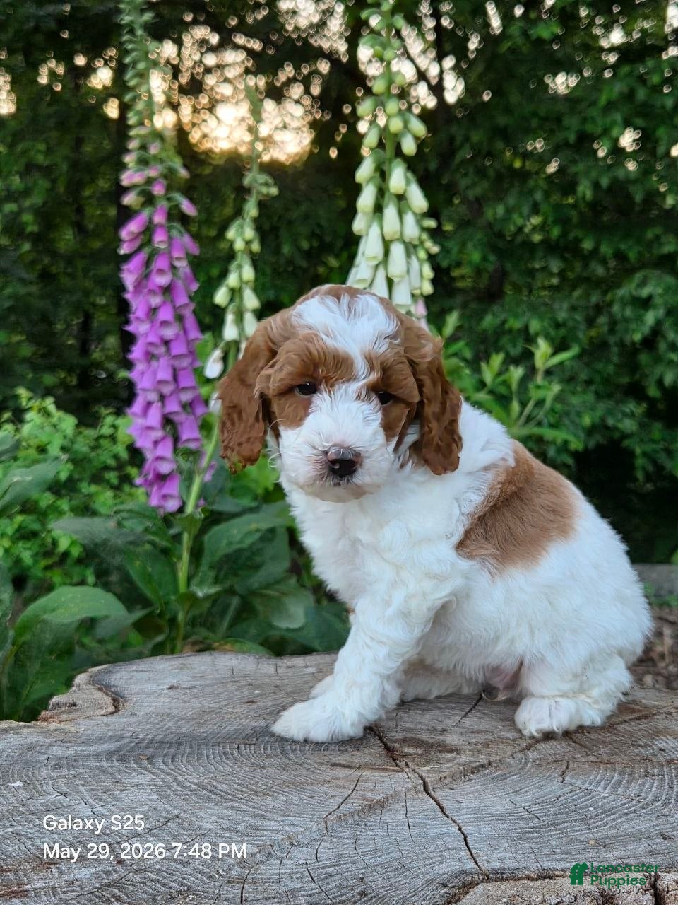 Mini Goldendoodle dogs Sasha - Ad 2