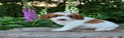 Mini Goldendoodle dogs for sale: Sasha - Ad 2