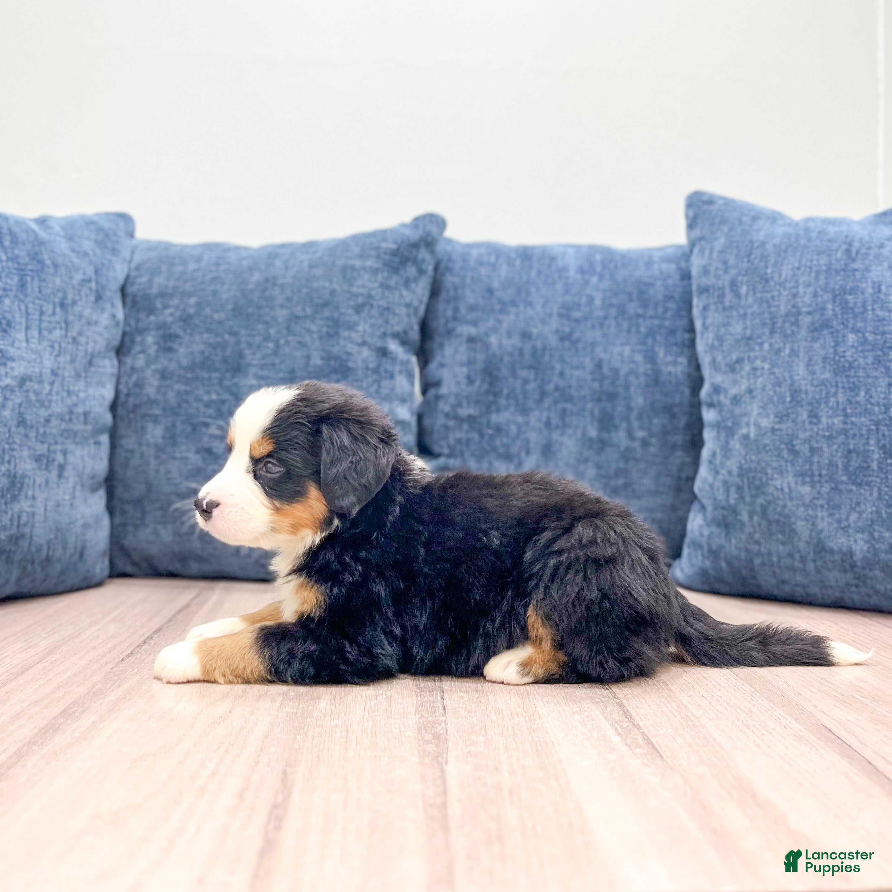 Bernese Mountain Dog dogs Joey - Ad 2