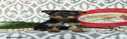 Yorkiepoo dogs for sale: Dustin  - Ad 3