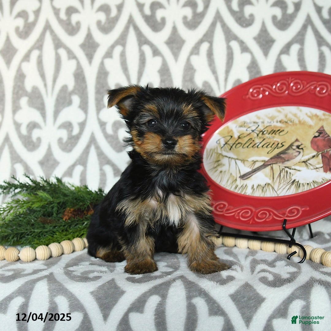 Yorkiepoo dogs for sale: Dustin  - Ad 3