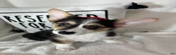 Welsh Corgi Pembroke dogs for sale: Carmen - Ad 3