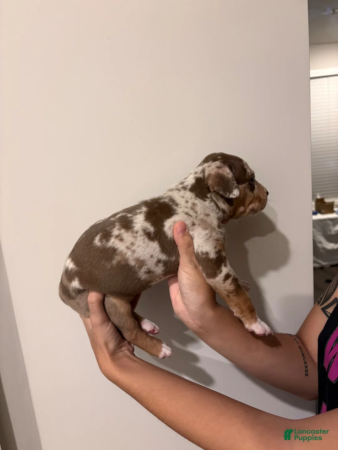 American Bully dogs for sale: American XL Bully 1 - Ad 2