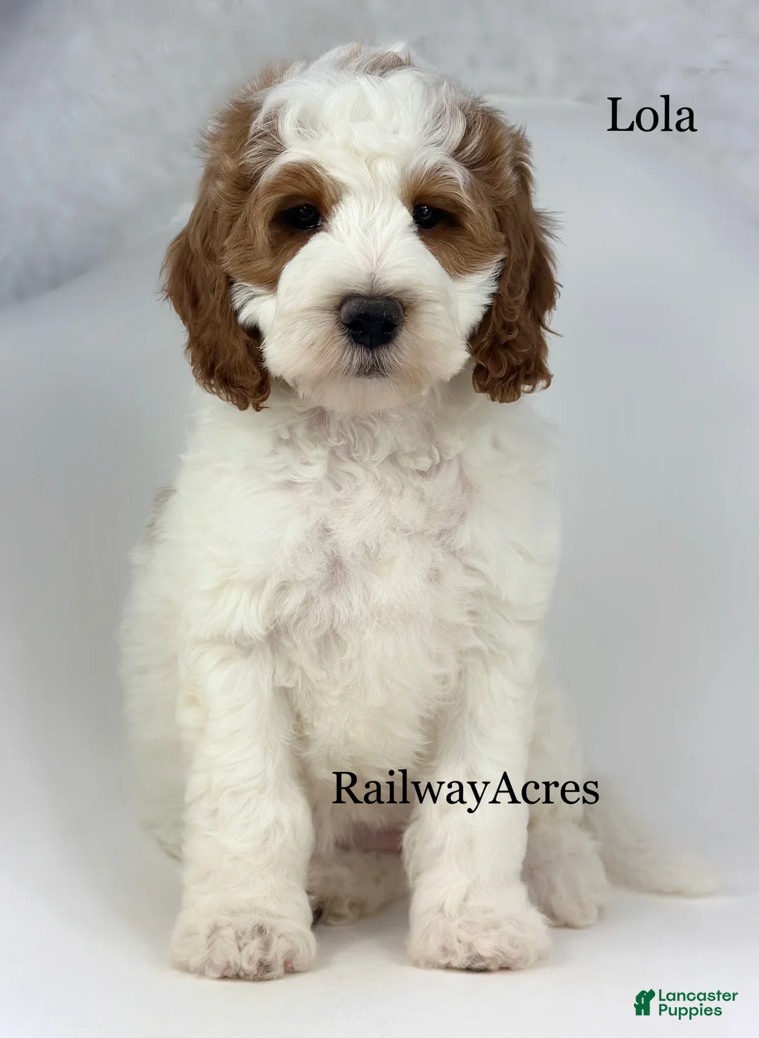 Mini Goldendoodle dogs for sale: Lola - Ad 1