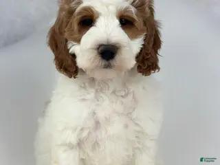 Mini Goldendoodle dogs Lola - Ad 29