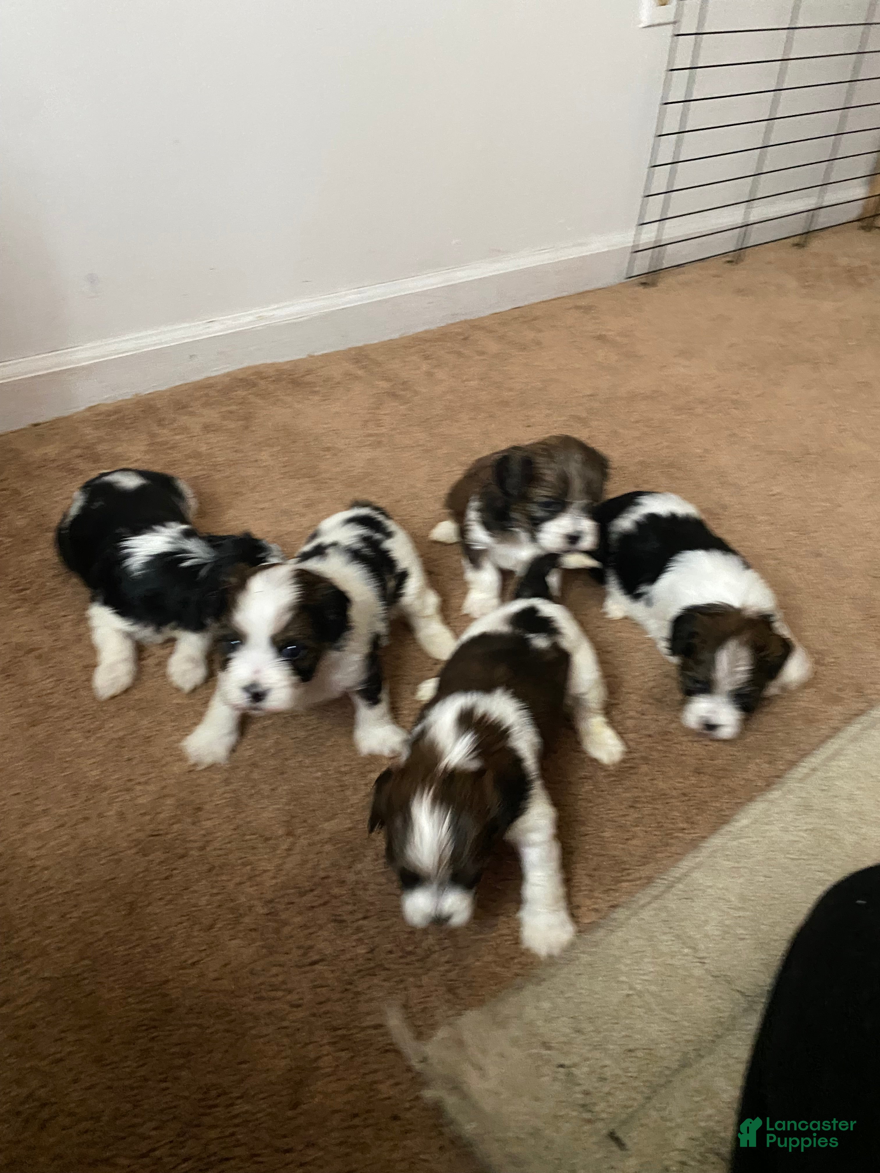 Shih Tzu dogs Shih Tzu Puppy 4 - Ad 8