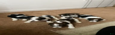 Shih Tzu Puppy 4