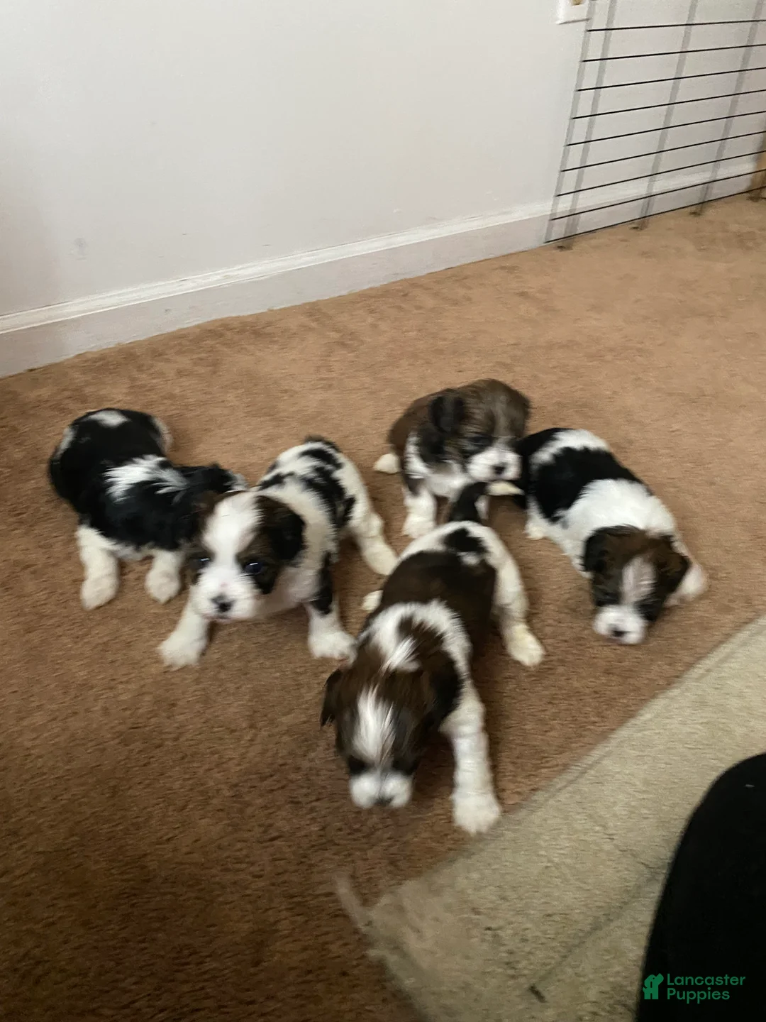 Shih Tzu dogs for sale: Shih Tzu Puppy 4 - Ad 1