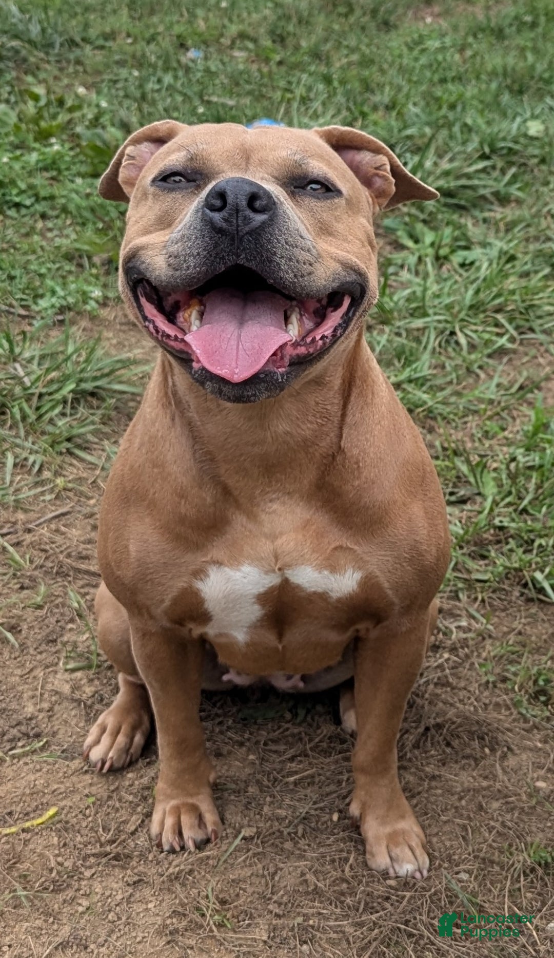 American Bully dogs for sale: American Bully Puppy 8 - Ad 3