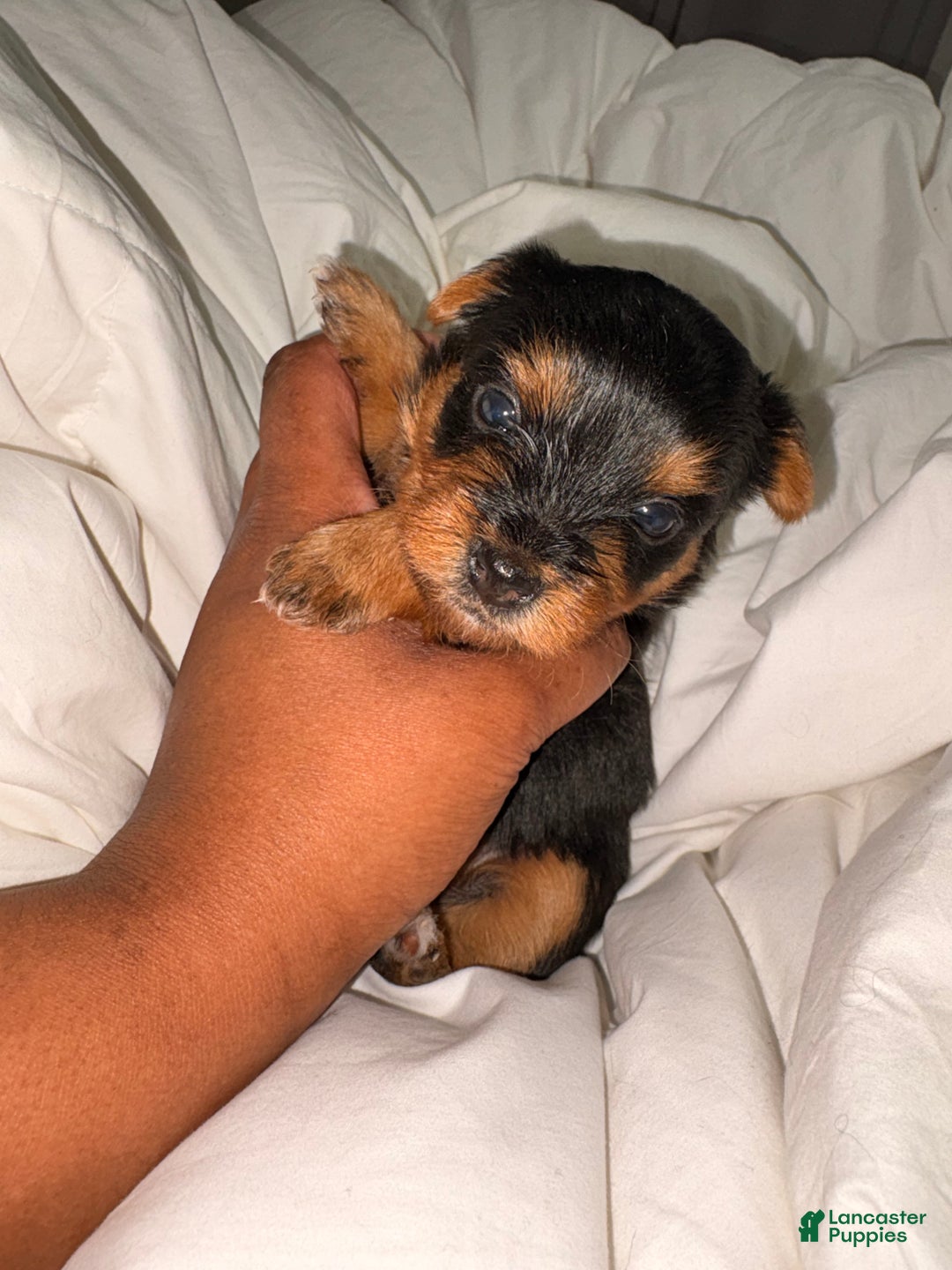 Yorkshire Terrier dogs for sale: Bubbles - Ad 3