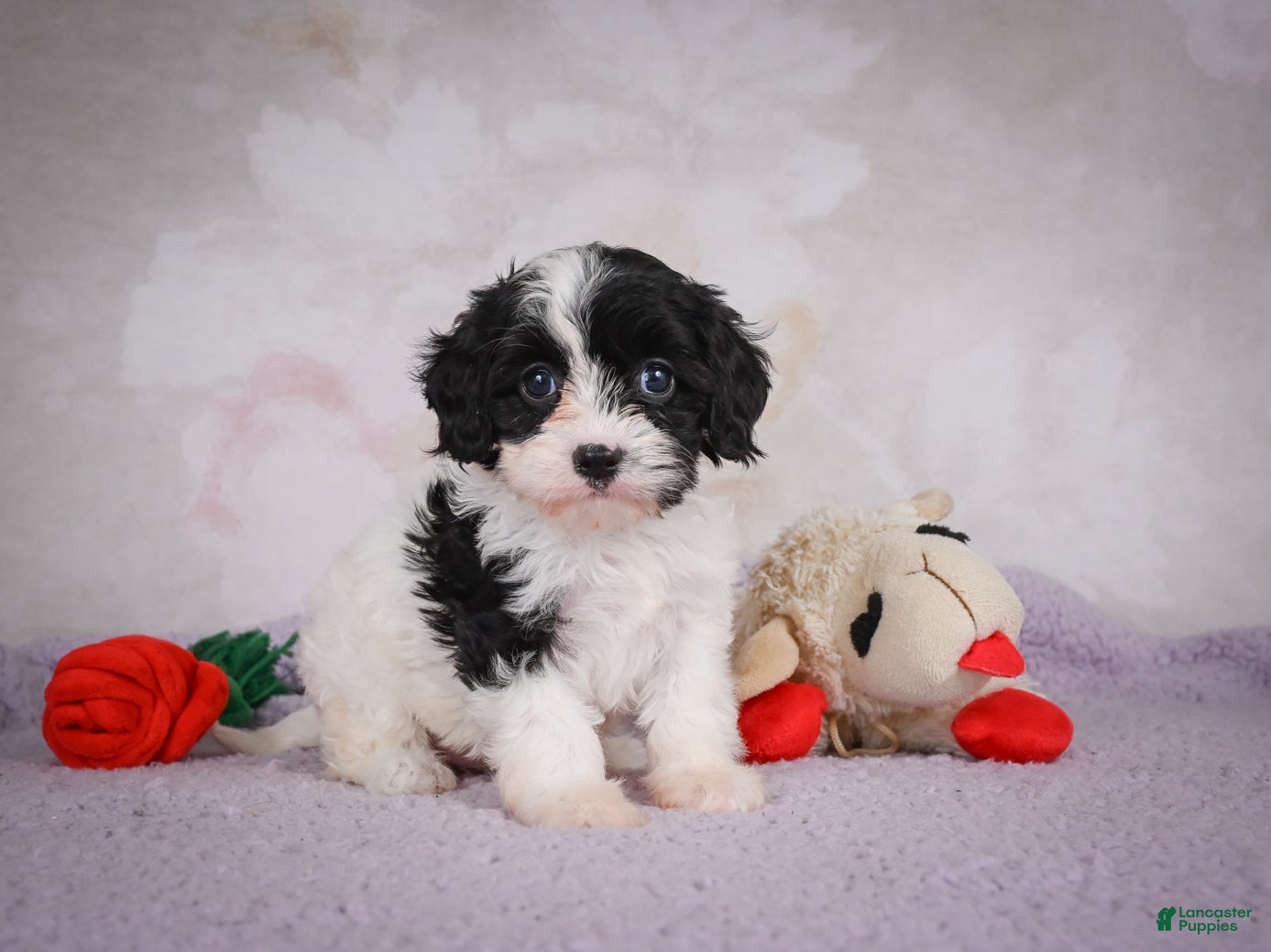 Cavapoo dogs Cavapoo 2 - Ad 2