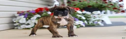 Boxer dogs for sale: Layla - Ad 6