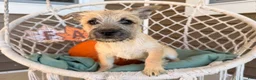 Cairn Terrier dogs for sale: Joe - Ad 4