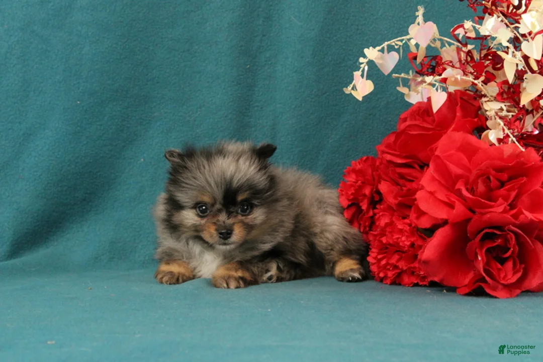 Pomeranian dogs for sale: Tucker - Ad 2