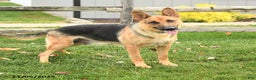 German Shepherd dogs for sale: Willow - Ad 11