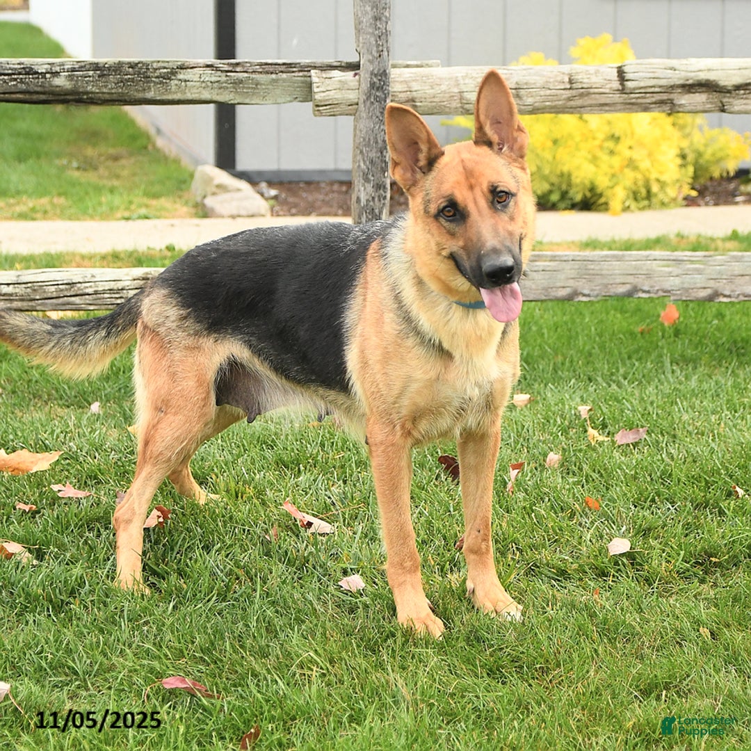 German Shepherd dogs for sale: Willow - Ad 11